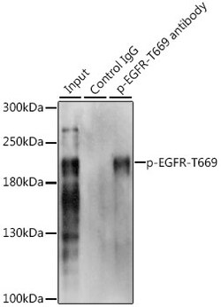 Invitrogen Phospho-EGFR (Thr669) Polyclonal Antibody 100 &mu;L | Buy Online | Invitrogen&trade; | Fisher Scientific