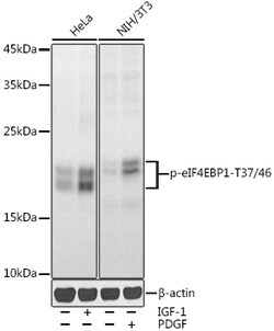 Invitrogen Phospho-4EBP1 (Thr37, Thr46) Polyclonal Antibody 100 &mu;L;