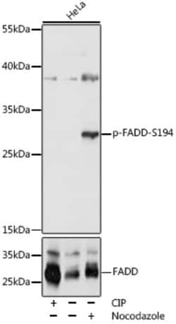 Invitrogen Phospho-FADD (Ser194) Polyclonal Antibody 100 &mu;L | Buy Online | Invitrogen&trade; | Fisher Scientific