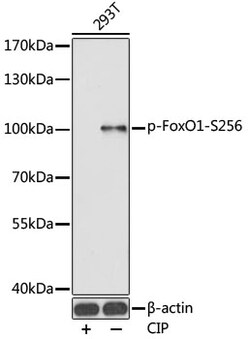 Phospho-FOXO1 (Ser256) Polyclonal Antibody, Invitrogen 100 &mu;L; Unconjugated:Antibodies,