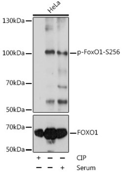Phospho-FOXO1 (Ser256) Polyclonal Antibody, Invitrogen 100 &mu;L; Unconjugated:Antibodies,