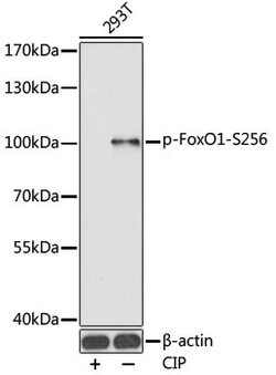 Phospho-FOXO1 (Ser256) Polyclonal Antibody, Invitrogen 100 &mu;L; Unconjugated:Antibodies,