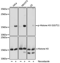 Invitrogen Phospho-Histone H3 (Ser10, Thr11) Polyclonal Antibody 100 &mu;L;