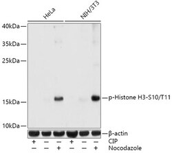 Invitrogen Phospho-Histone H3 (Ser10, Thr11) Polyclonal Antibody 100 &mu;L;