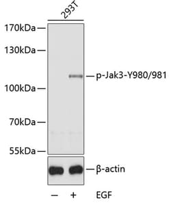 Invitrogen Phospho-JAK3 (Tyr980, Tyr981) Polyclonal Antibody 100 &mu;L;