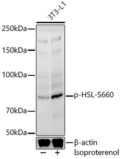 Invitrogen Phospho-HSL (Ser660) Polyclonal Antibody 100 &mu;L; Unconjugated:Antibodies,
