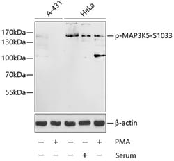 Invitrogen Phospho-ASK1 (Ser1033) Polyclonal Antibody 100 &mu;L; Unconjugated:Antibodies,