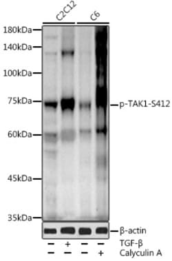 Invitrogen Phospho-TAK1 (Ser412) Polyclonal Antibody 100 &mu;L; Unconjugated:Antibodies,