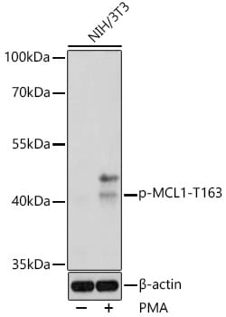 Invitrogen Phospho-MCL1 (Thr163) Polyclonal Antibody 100 &mu;L; Unconjugated:Antibodies,