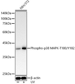 Invitrogen Phospho-p38 MAPK alpha (Thr180, Tyr182) Polyclonal Antibody