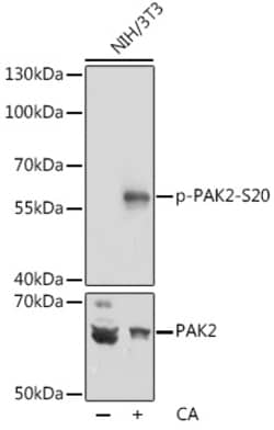 Invitrogen Phospho-PAK2 (Ser20) Polyclonal Antibody 100 &mu;L | Buy Online | Invitrogen&trade; | Fisher Scientific