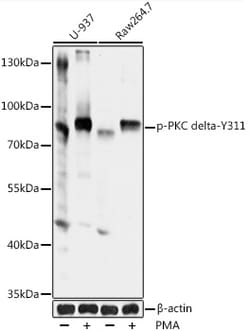 Invitrogen Phospho-PKC delta (Tyr311) Polyclonal Antibody 100 &mu;L | Buy Online | Invitrogen&trade; | Fisher Scientific