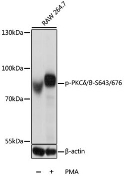 Invitrogen Phospho-PKC delta/theta (Ser643, Ser676) Polyclonal Antibody