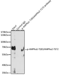 Invitrogen Phospho-AMPK alpha-1,2 (Thr183, Thr172) Polyclonal Antibody