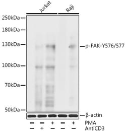 Invitrogen Phospho-FAK (Tyr576, Tyr577) Polyclonal Antibody 100 &mu;L;