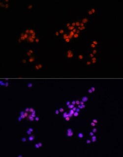 Invitrogen Phospho-SMAD2/SMAD3 (Ser465, Ser467, Ser423, Ser425) Polyclonal