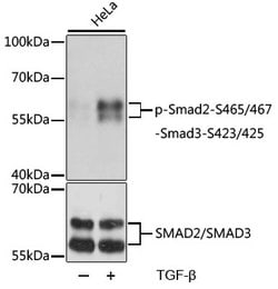 Phospho-SMAD2/SMAD3 (Ser465, Ser467, Ser423, Ser425) Polyclonal Antibody, Invitrogen&trade;