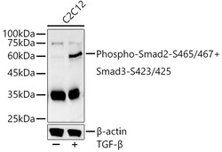 Invitrogen Phospho-SMAD2/SMAD3 (Ser465, Ser467, Ser423, Ser425) Polyclonal