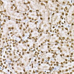 Invitrogen Phospho-STAT6 (Tyr641) Polyclonal Antibody 100 &mu;L; Unconjugated:Antibodies,