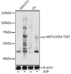 Phospho-MST1 (STK4) (Thr387) Polyclonal Antibody:Antibodies, Polyclonal