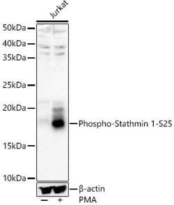Invitrogen Phospho-Stathmin 1 (Ser25) Polyclonal Antibody 100 &mu;L; Unconjugated:Antibodies,