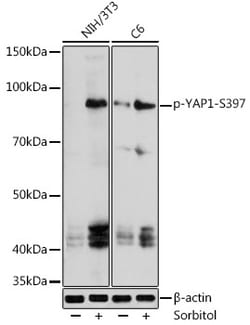 Invitrogen Phospho-YAP1 (Ser397) Polyclonal Antibody 100 &mu;L; Unconjugated:Antibodies,