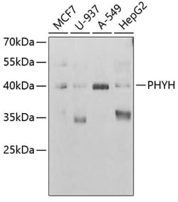 Invitrogen PHYH Polyclonal Antibody 100 μL; Unconjugated:Antibodies,