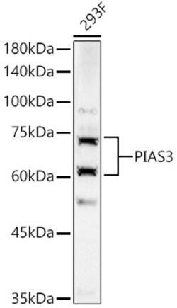 Invitrogen PIAS3 Polyclonal Antibody 100 &mu;L | Buy Online | Invitrogen&trade; | Fisher Scientific