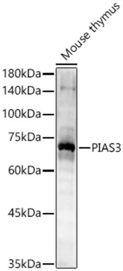 Invitrogen PIAS3 Polyclonal Antibody 100 &mu;L | Buy Online | Invitrogen&trade; | Fisher Scientific