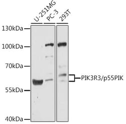 Invitrogen PI3K p55 gamma Polyclonal Antibody 100 &mu;L; Unconjugated:Antibodies,