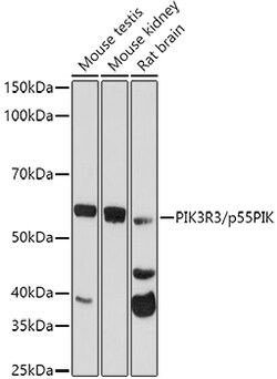 Invitrogen PI3K p55 gamma Polyclonal Antibody 100 &mu;L; Unconjugated:Antibodies,