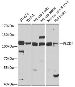 Invitrogen PLCD4 Polyclonal Antibody 100 &mu;L; Unconjugated:Antibodies,