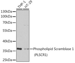 Invitrogen PLSCR1 Polyclonal Antibody 100 &mu;L; Unconjugated:Antibodies,