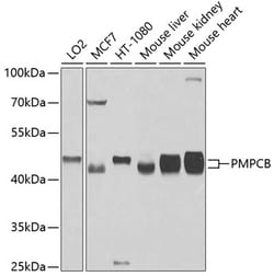 Invitrogen PMPCB Polyclonal Antibody 100 μL; Unconjugated:Antibodies,