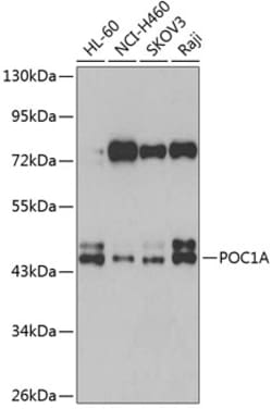 Invitrogen POC1A Polyclonal Antibody 100 &mu;L; Unconjugated:Antibodies,