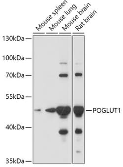 Invitrogen POGLUT1 Polyclonal Antibody 100 &mu;L; Unconjugated:Antibodies,