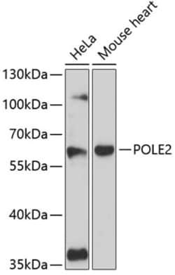 Invitrogen POLE2 Polyclonal Antibody 100 μL; Unconjugated:Antibodies,