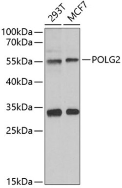 Invitrogen POLG2 Polyclonal Antibody 100 &mu;L; Unconjugated:Antibodies,