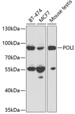 Invitrogen POLI Polyclonal Antibody 100 &mu;L; Unconjugated:Antibodies,