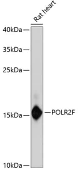 Invitrogen POLR2F Polyclonal Antibody 100 &mu;L; Unconjugated:Antibodies,