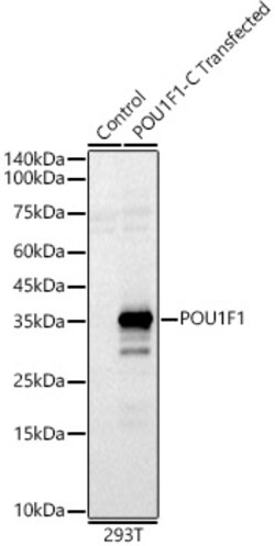 Invitrogen PIT1 Polyclonal Antibody 100 &mu;L; Unconjugated:Antibodies,