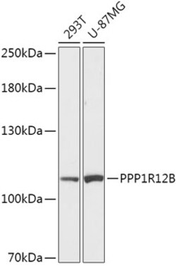 Invitrogen PPP1R12B Polyclonal Antibody 100 &mu;L; Unconjugated:Antibodies,