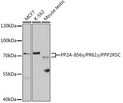 Invitrogen PPP2R5C Polyclonal Antibody 100 &mu;L; Unconjugated:Antibodies,
