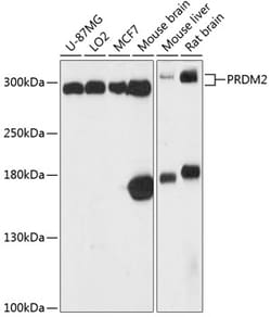 Invitrogen PRDM2 Polyclonal Antibody 100 &mu;L; Unconjugated:Antibodies,