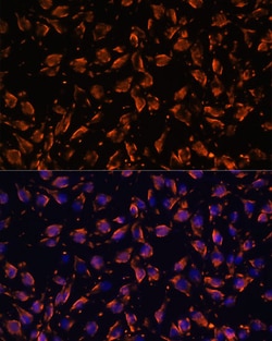 Invitrogen PRX Polyclonal Antibody 100 μL; Unconjugated:Antibodies,