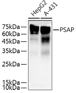 Invitrogen PSAP Polyclonal Antibody 100 &mu;L; Unconjugated:Antibodies,