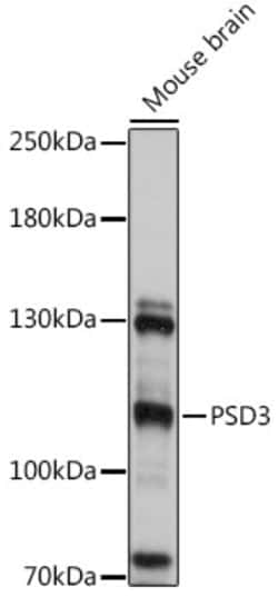 Invitrogen PSD3 Polyclonal Antibody 100 &mu;L; Unconjugated:Antibodies,