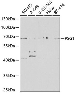 Invitrogen PSG1 Polyclonal Antibody 100 &mu;L; Unconjugated:Antibodies,