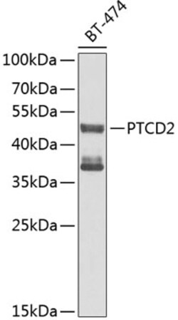 Invitrogen PTCD2 Polyclonal Antibody 100 &mu;L; Unconjugated:Antibodies,