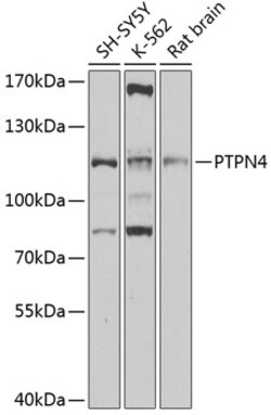 Invitrogen PTPN4 Polyclonal Antibody 100 μL; Unconjugated:Antibodies,